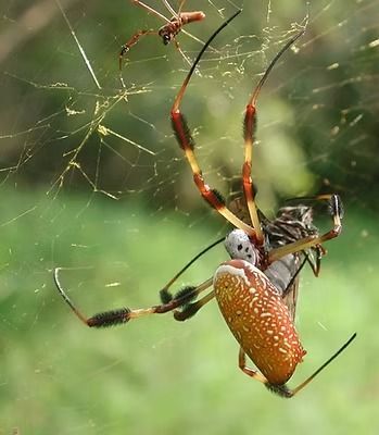 Golden Orb-weaver Spider Eating Insect in Web — NatureWise Pest Control In Port Macquarie, NSW