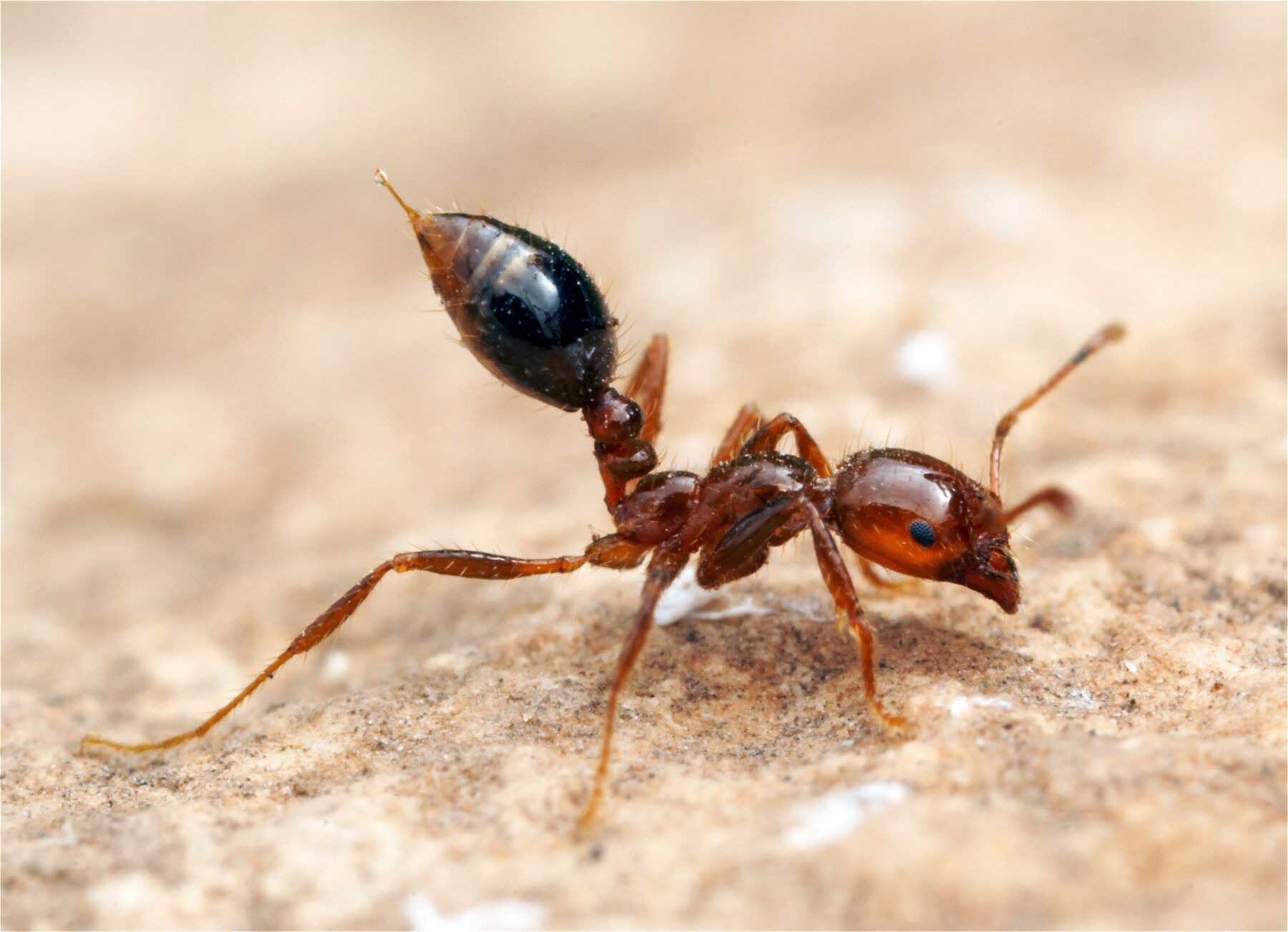 Red Ant With a Black Abdomen on a Light Brown Surface — NatureWise Pest Control In Port Macquarie, NSW