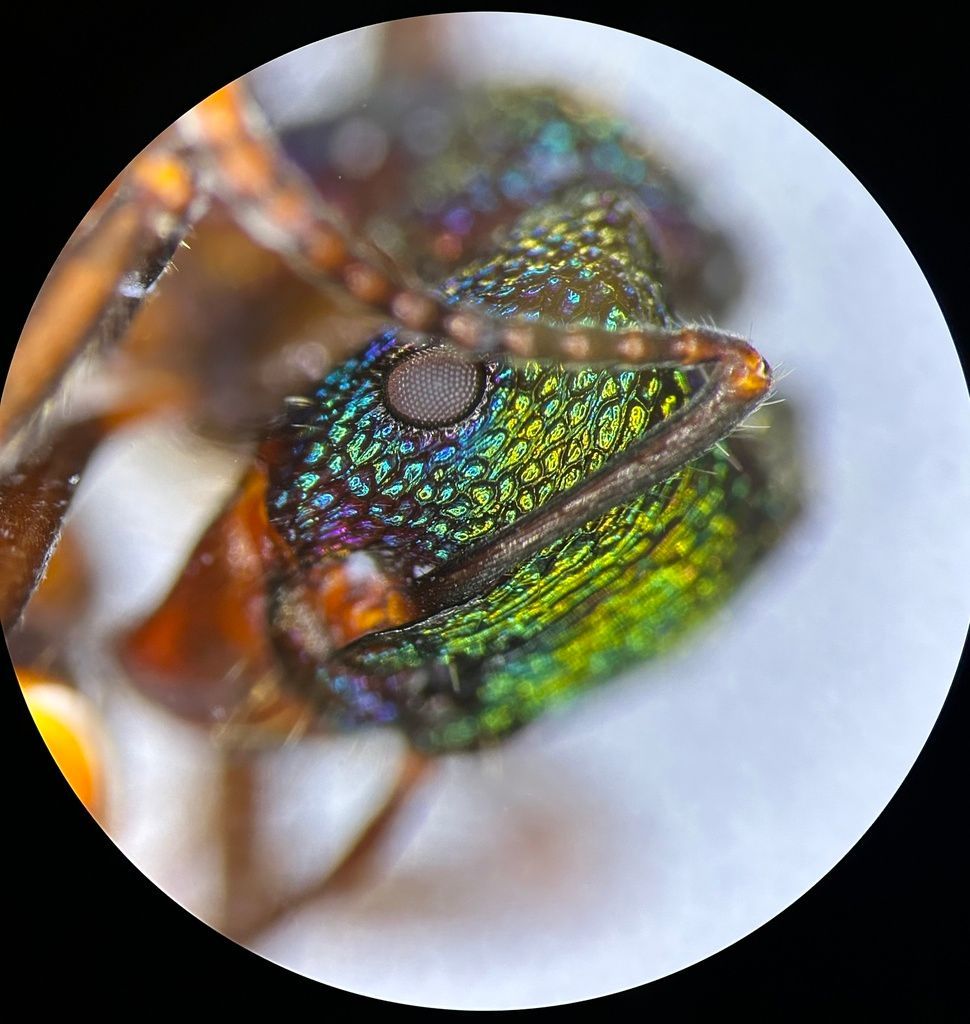 Close-up of a Tiny Insect's Head — NatureWise Pest Control In Port Macquarie, NSW