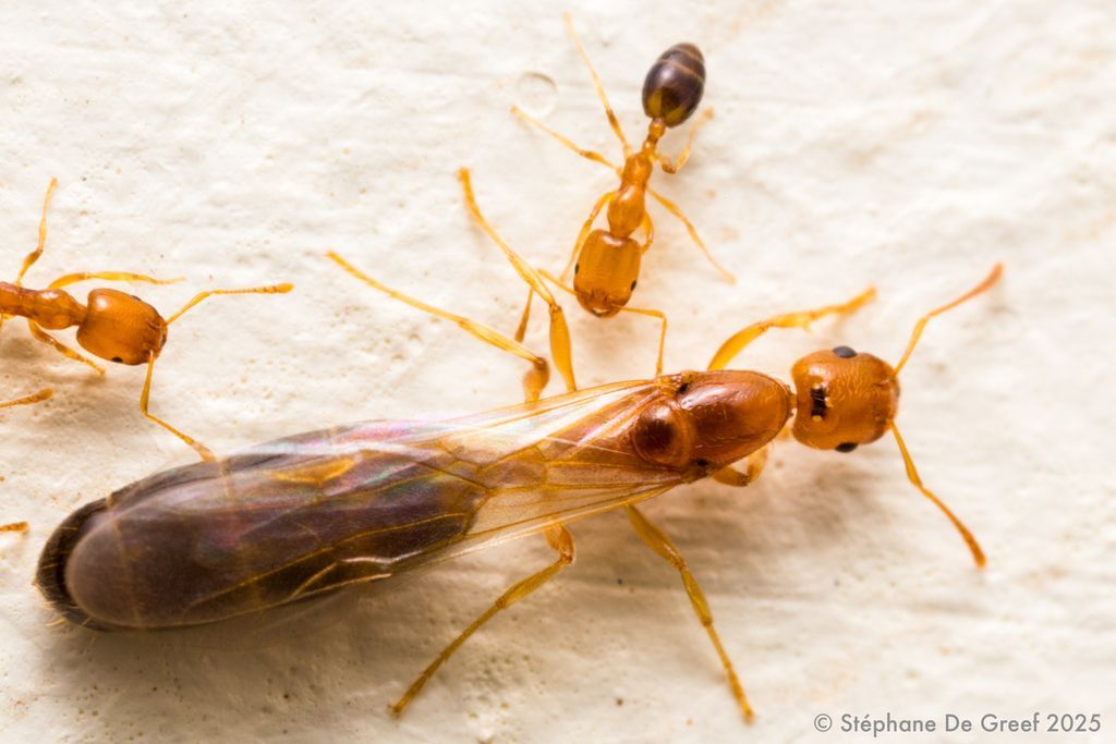 Ants Surrounding a Winged Queen Ant — NatureWise Pest Control In Port Macquarie, NSW
