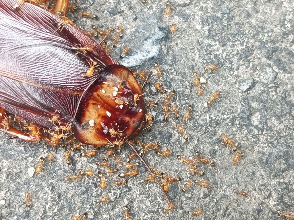 Cockroach Carcass Swarmed by Many Small Ants on a Gray Concrete Surface — NatureWise Pest Control In Port Macquarie, NSW