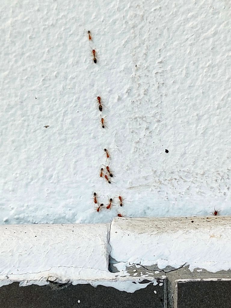 Line of Red Ants Walking Up a White Textured Wall — NatureWise Pest Control In Port Macquarie, NSW