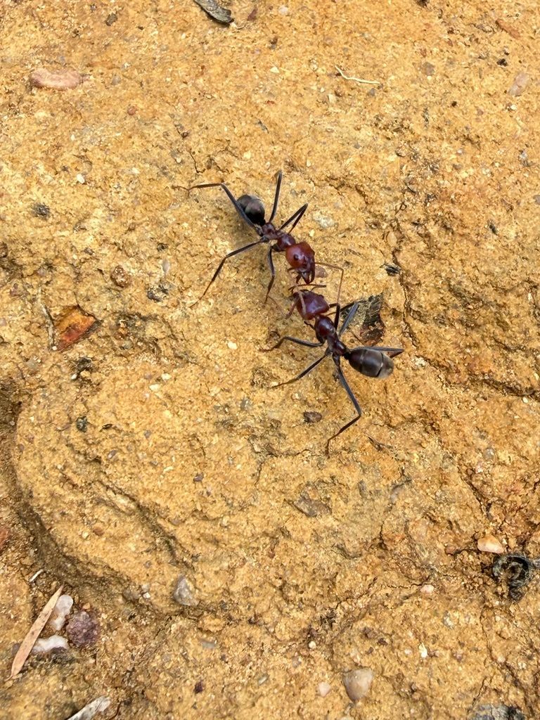 Two Ants, One Dark and One Reddish-brown — NatureWise Pest Control In Port Macquarie, NSW