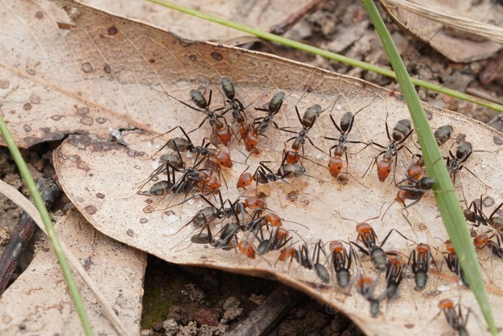 Ants, Mostly Black With Reddish-brown Abdomens, Gathered on a Tan Leaf — NatureWise Pest Control In Port Macquarie, NSW