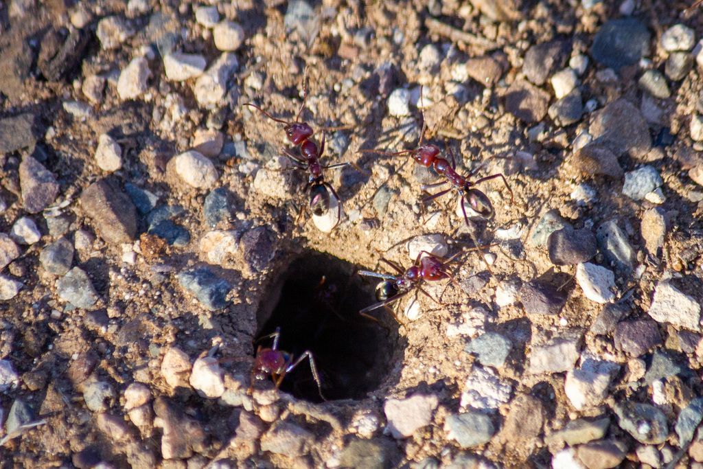Red Ants Near the Entrance to Their Nest in Dirt and Gravel — NatureWise Pest Control In Port Macquarie, NSW
