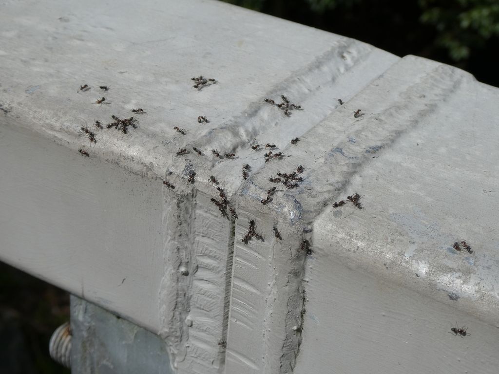 Many Small Black Ants Crawling on a Metal Beam — NatureWise Pest Control In Port Macquarie, NSW