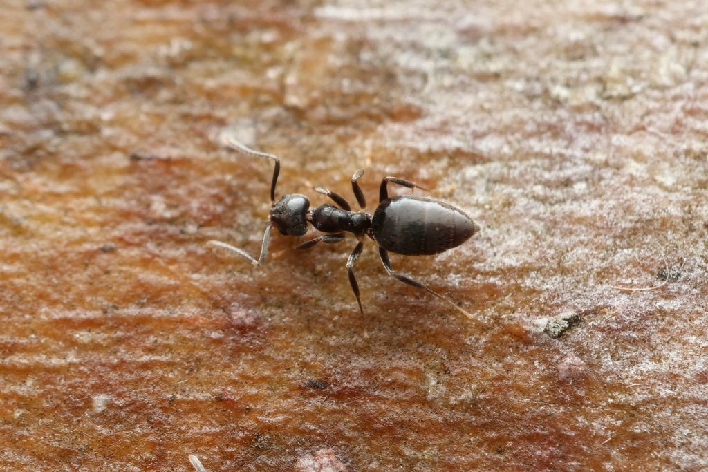 Small Black Ant on Brown Wood — NatureWise Pest Control In Port Macquarie, NSW