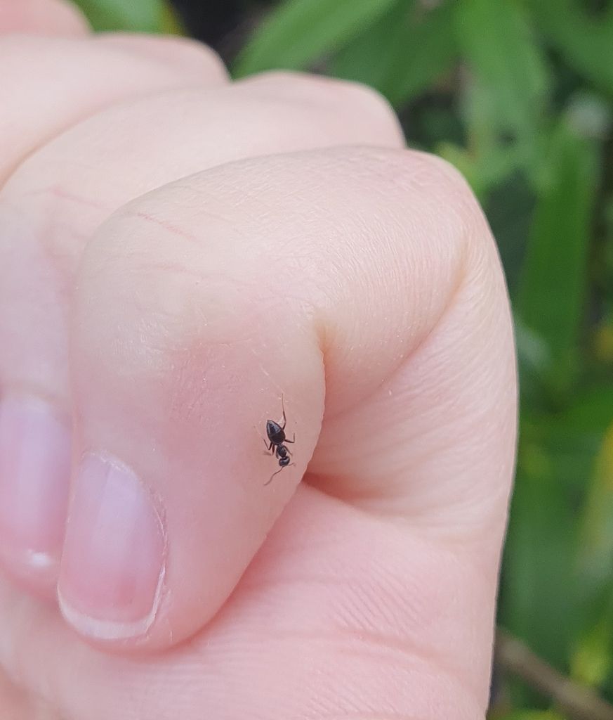 Tiny Black Insect on a Person's Skin, Likely a Hand — NatureWise Pest Control In Port Macquarie, NSW