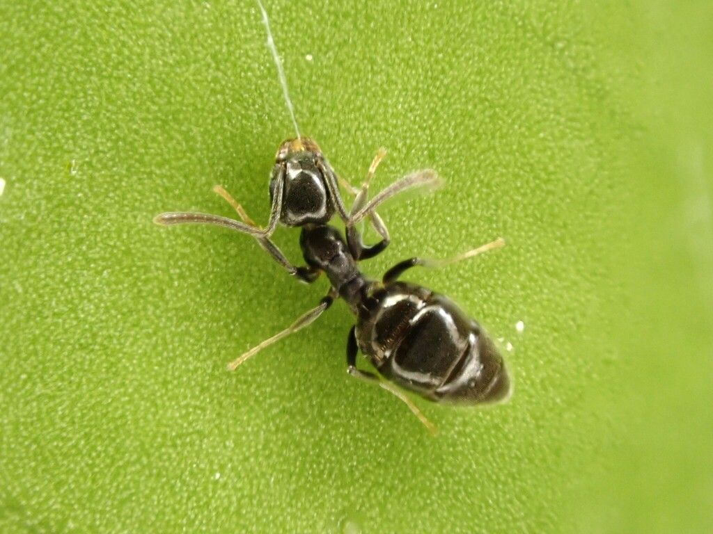 Small, Black and White Wasp on a Bright Green Leaf — NatureWise Pest Control In Port Macquarie, NSW
