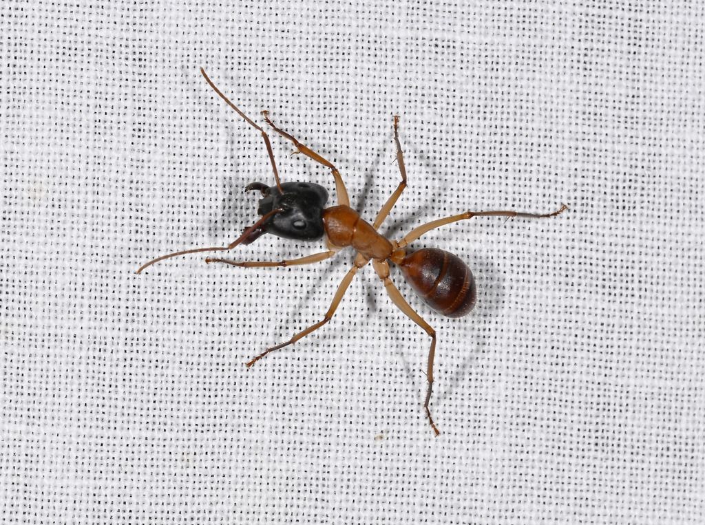 Brown and Black Ant on White Fabric — NatureWise Pest Control In Port Macquarie, NSW