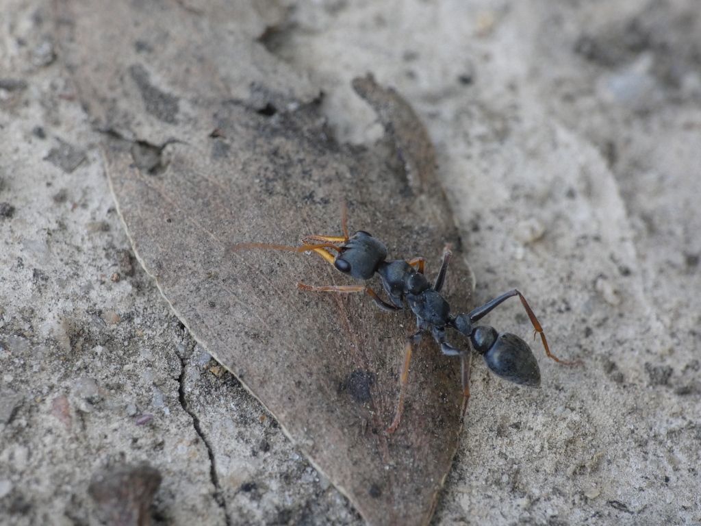 Black Ant With Yellow Mandibles on a Dried Leaf — NatureWise Pest Control In Port Macquarie, NSW
