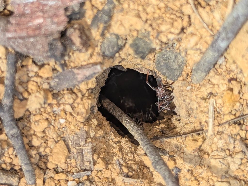 Dark Hole in Sandy Ground — NatureWise Pest Control In Port Macquarie, NSW