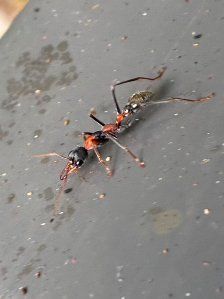 Ant-like Insect With Reddish Head — NatureWise Pest Control In Port Macquarie, NSW