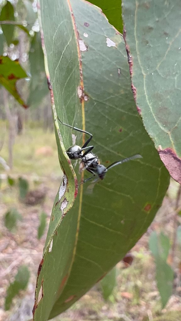 Black Ant on Green Leaf, Outdoors — NatureWise Pest Control In Port Macquarie, NSW