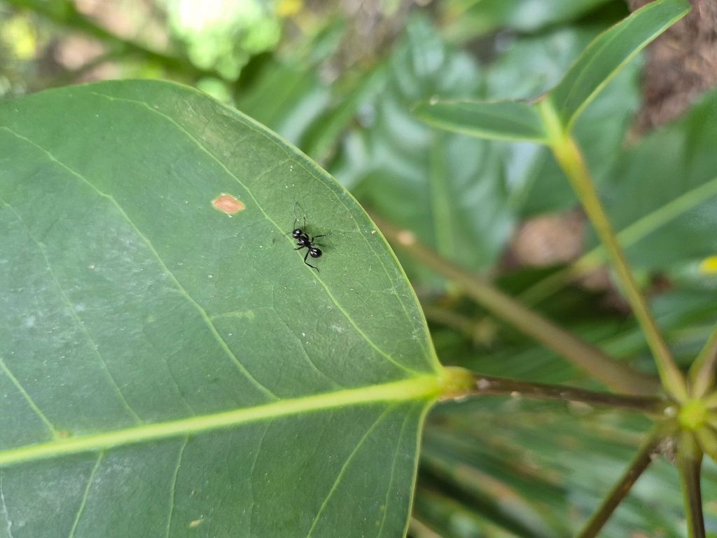 Ant Crawling on a Green Leaf With Yellow Veins — NatureWise Pest Control In Port Macquarie, NSW