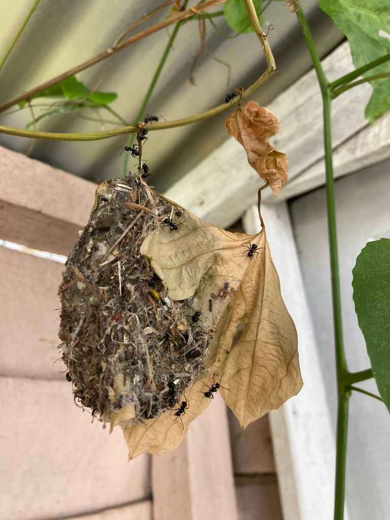 Ants Crawling on a Hanging Nest Attached to Leaves — NatureWise Pest Control In Port Macquarie, NSW