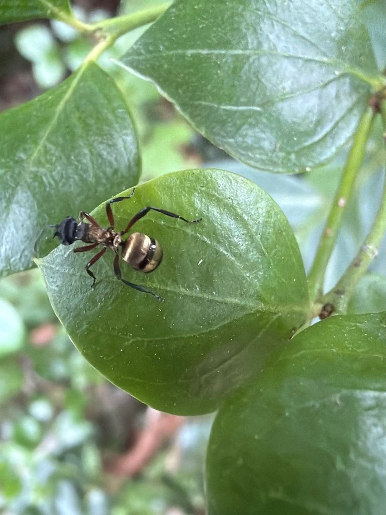 Ant With Striped Abdomen on a Green Leaf — NatureWise Pest Control In Port Macquarie, NSW