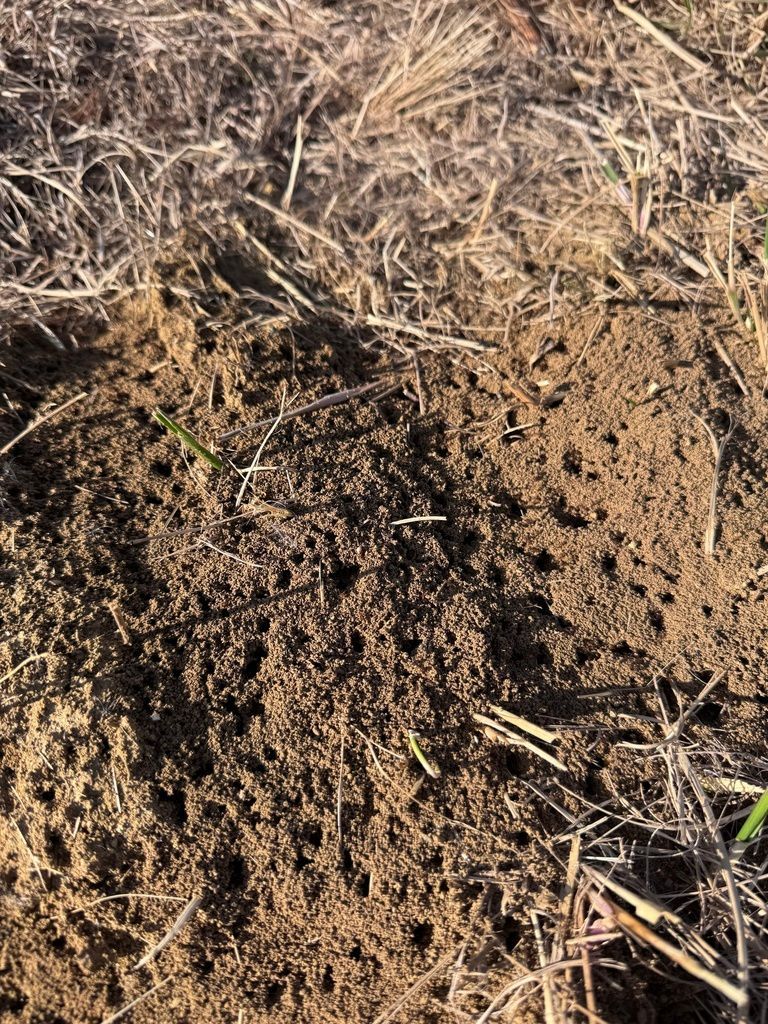 Brown Dirt Mound With Scattered Dry Grass — NatureWise Pest Control In Port Macquarie, NSW