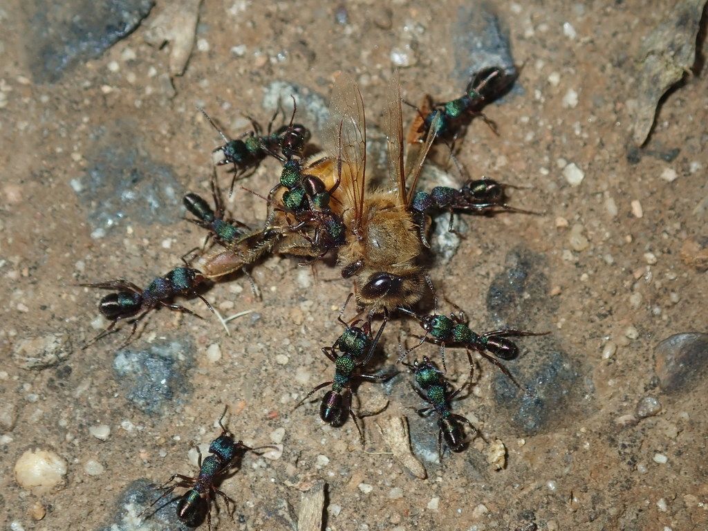Group of Metallic Green and Black Ants Consuming a Dead Insect — NatureWise Pest Control In Port Macquarie, NSW