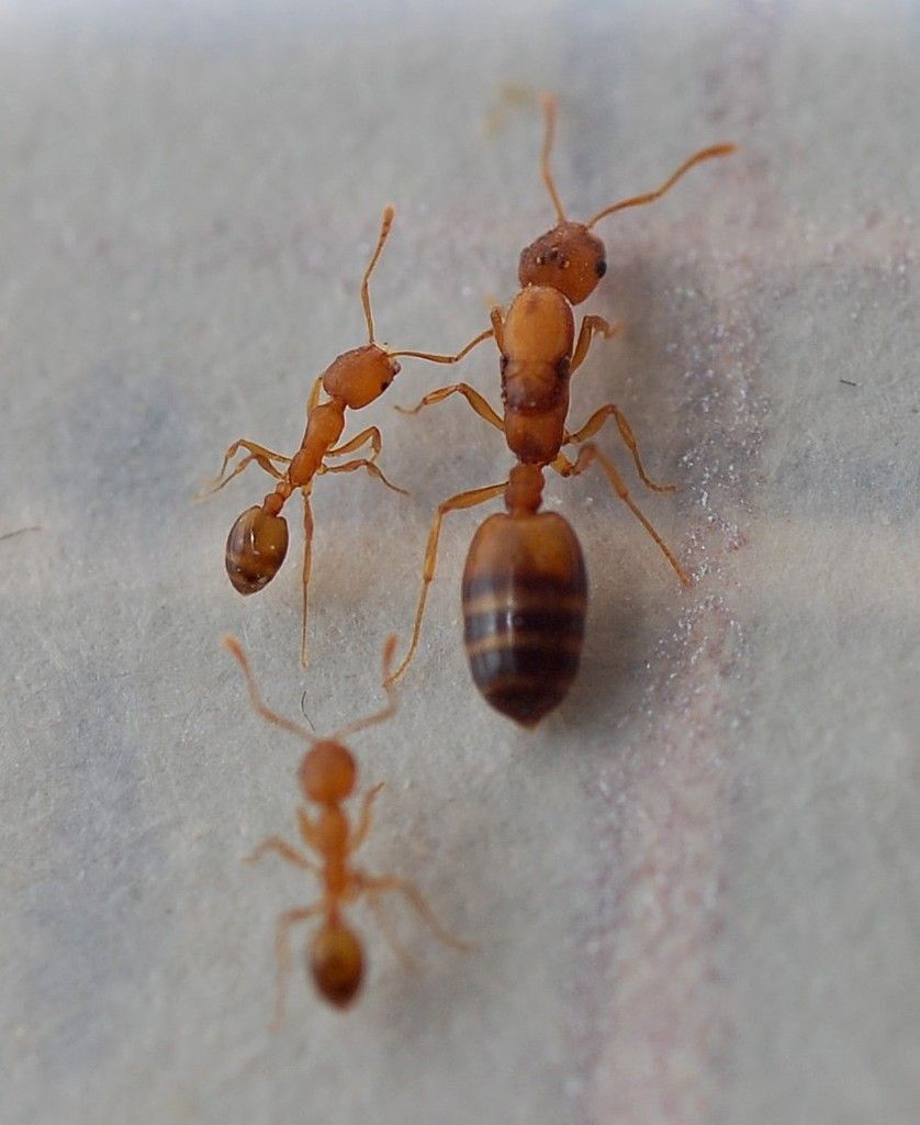 Three Orange Ants on a Light-colored Surface. One Larger, Two Smaller — NatureWise Pest Control In Port Macquarie, NSW