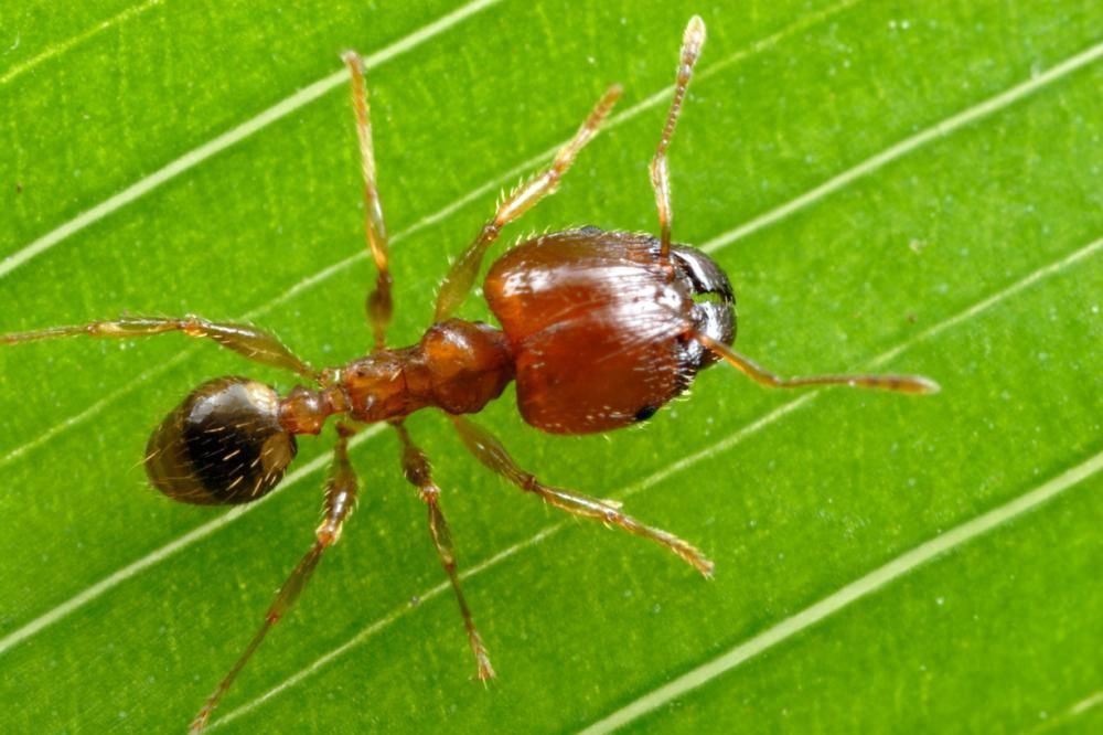 Red and Black Ant on a Green Leaf — NatureWise Pest Control In Port Macquarie, NSW