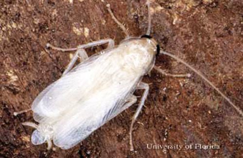 White Cockroach on Brown Wood Surface — NatureWise Pest Control In Port Macquarie, NSW