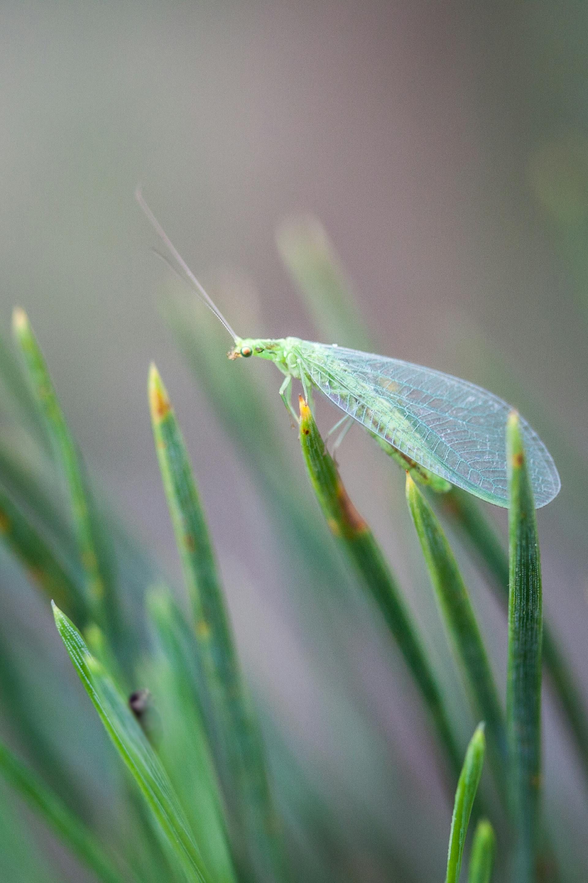 Green Lacewing Insect With Delicate Wings — NatureWise Pest Control In Port Macquarie, NSW
