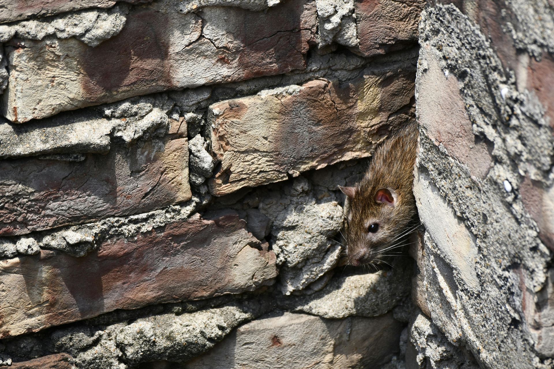 rattus rattus roof rat shades of grey and brown between brickwork. rodent rat pest control naturewise port macquarie nsw