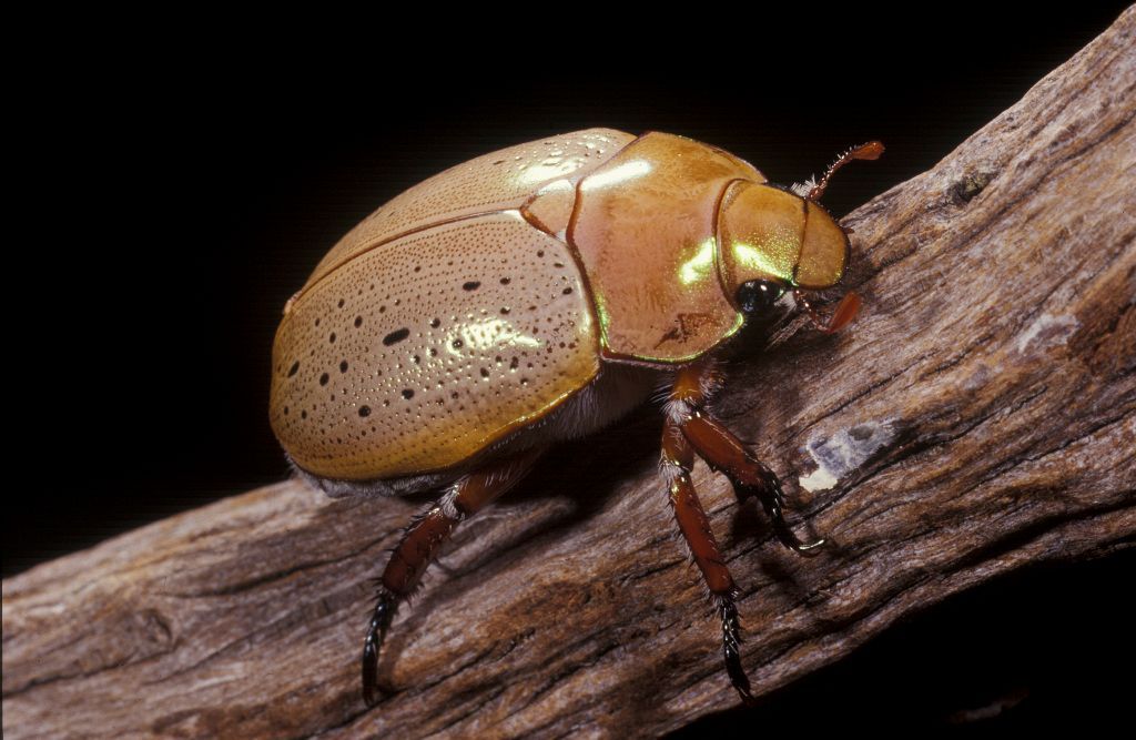 Tan Beetle With Iridescent Head on a Brown Branch — NatureWise Pest Control In Port Macquarie, NSW