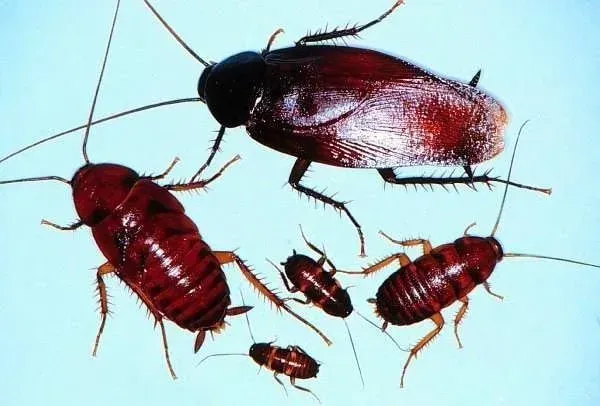 Several Brown Cockroaches on a Light Blue Surface, — NatureWise Pest Control In Port Macquarie, NSW