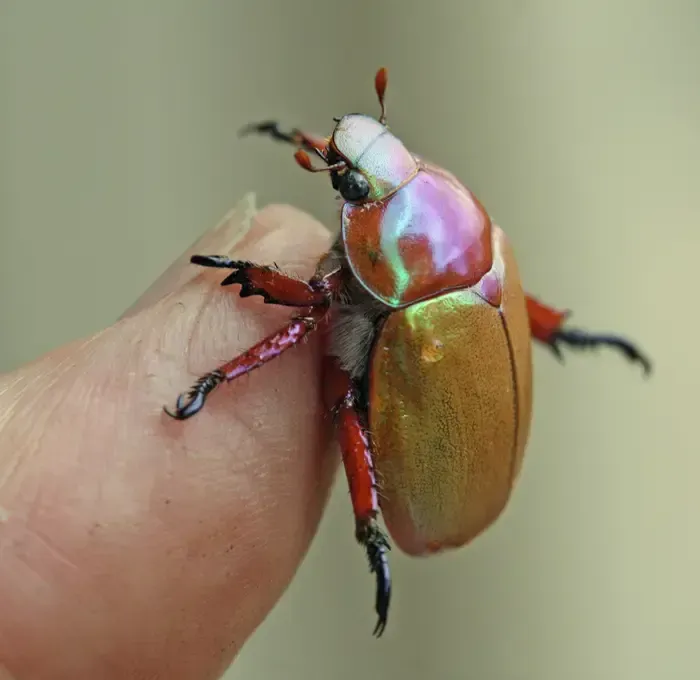 Iridescent Beetle Perched on a Finger, Displaying Its Colorful Shell and Legs — NatureWise Pest Control In Port Macquarie, NSW