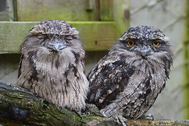 tawny frogmouth owls on branch - rat control port macquarie