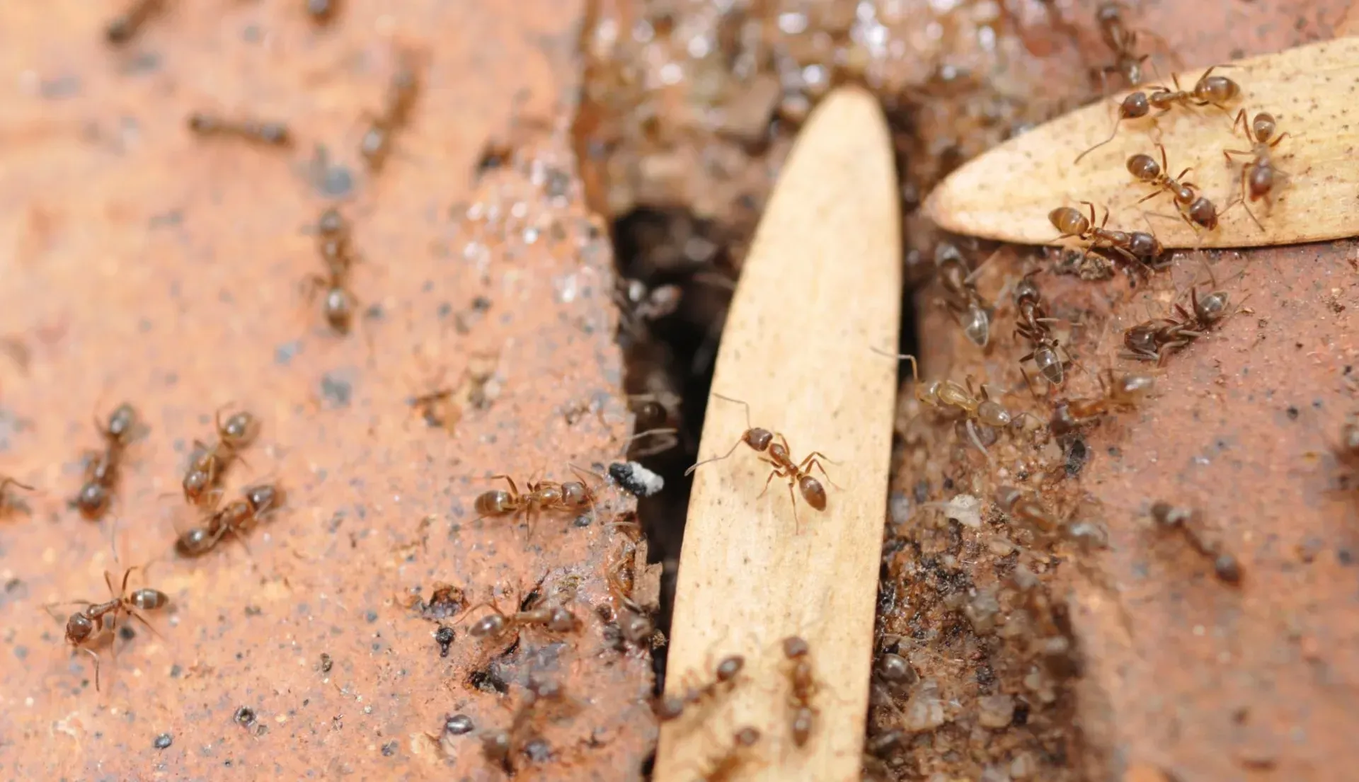 Brown Ants Crawling on and Around a Brick — NatureWise Pest Control In Port Macquarie, NSW