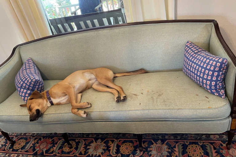 A dog is laying on a couch in a living room.