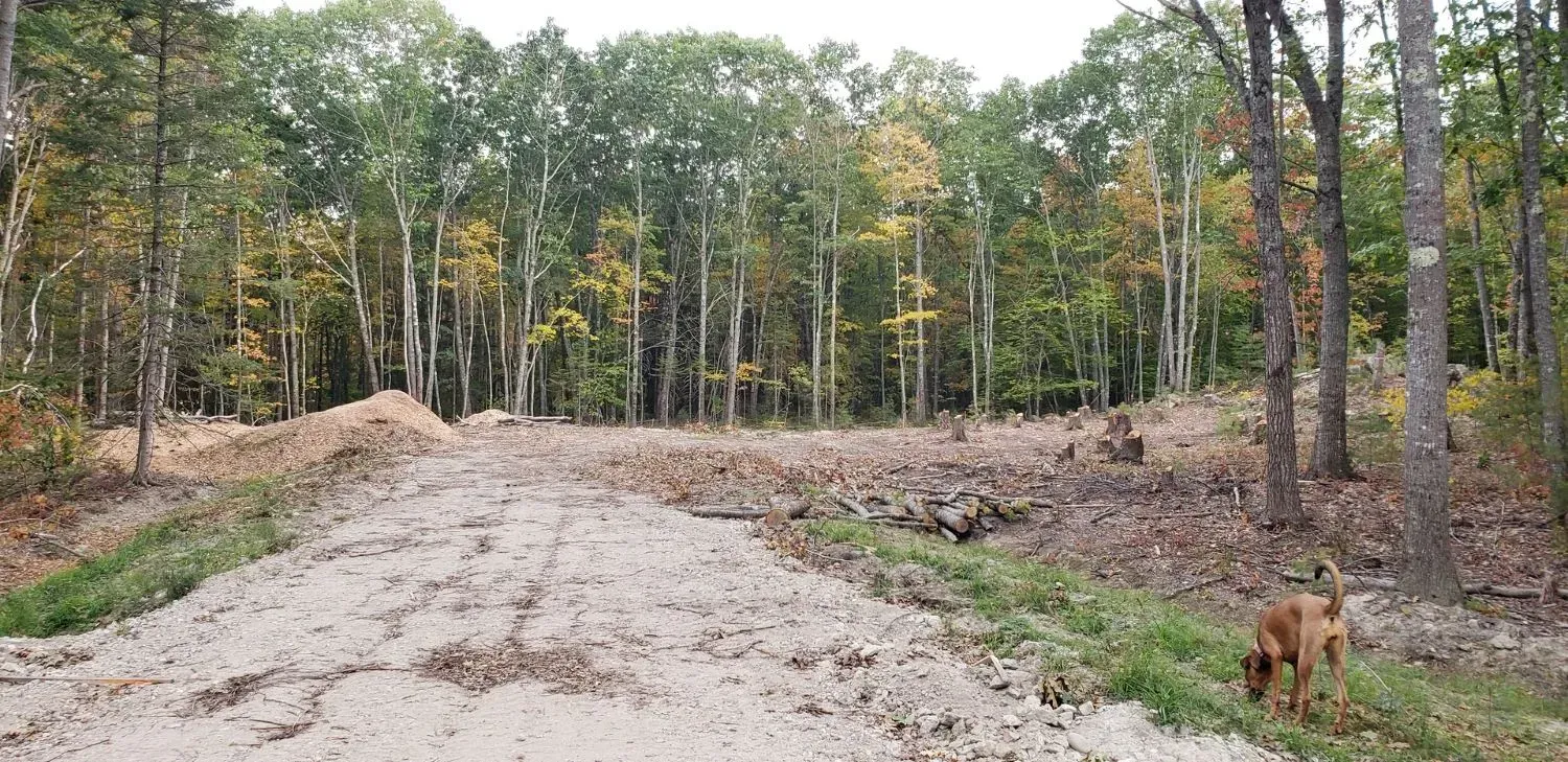 A dog is walking down a dirt road in the woods.