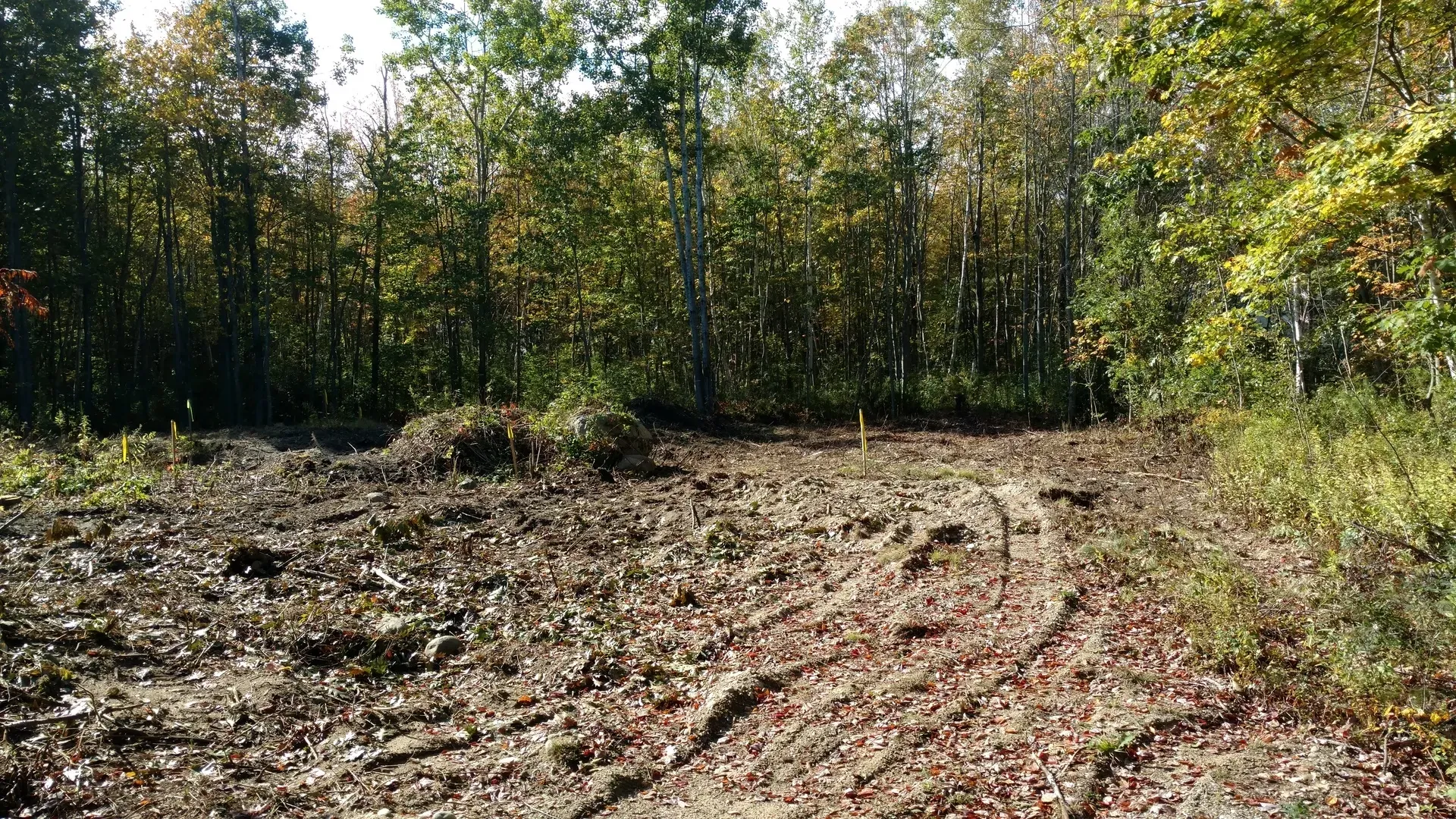 A dirt road in the middle of a forest with trees in the background.
