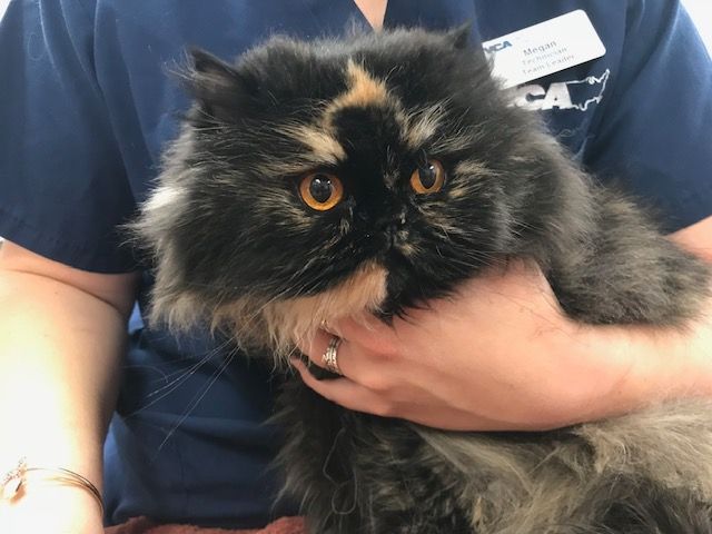 A person is holding a calico cat in their arms.