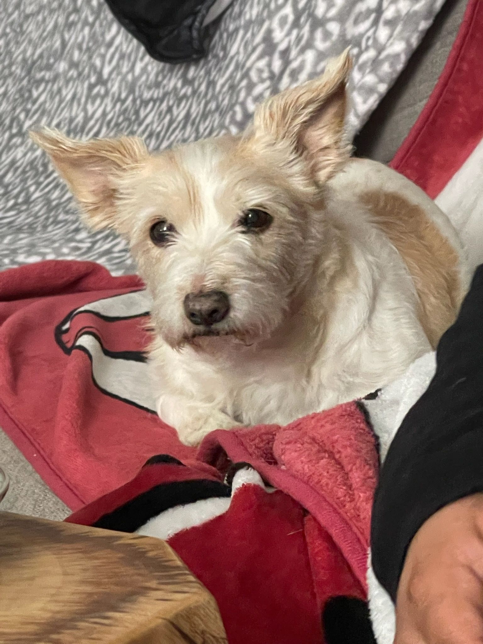 A small white dog is laying on a red and white blanket.
