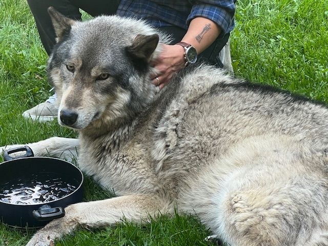 A wolf is laying in the grass next to a bowl of water.