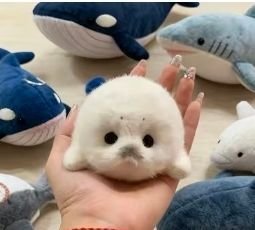 Sea Lion Plush Toy