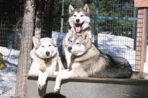 Three husky dogs are sitting next to each other in a fenced in area