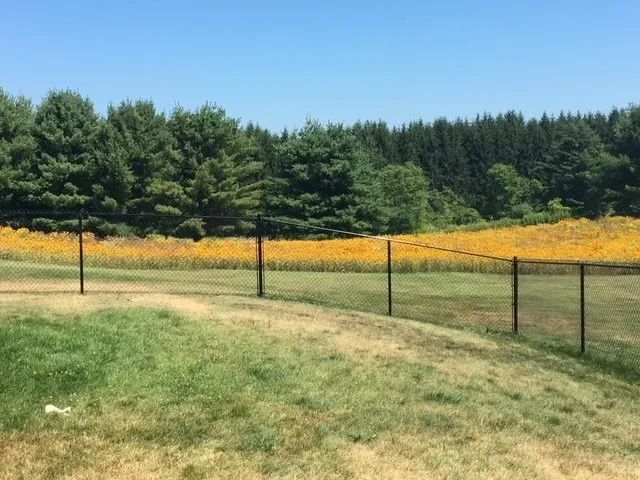 A baseball field with a fence and a field of sunflowers in the background.