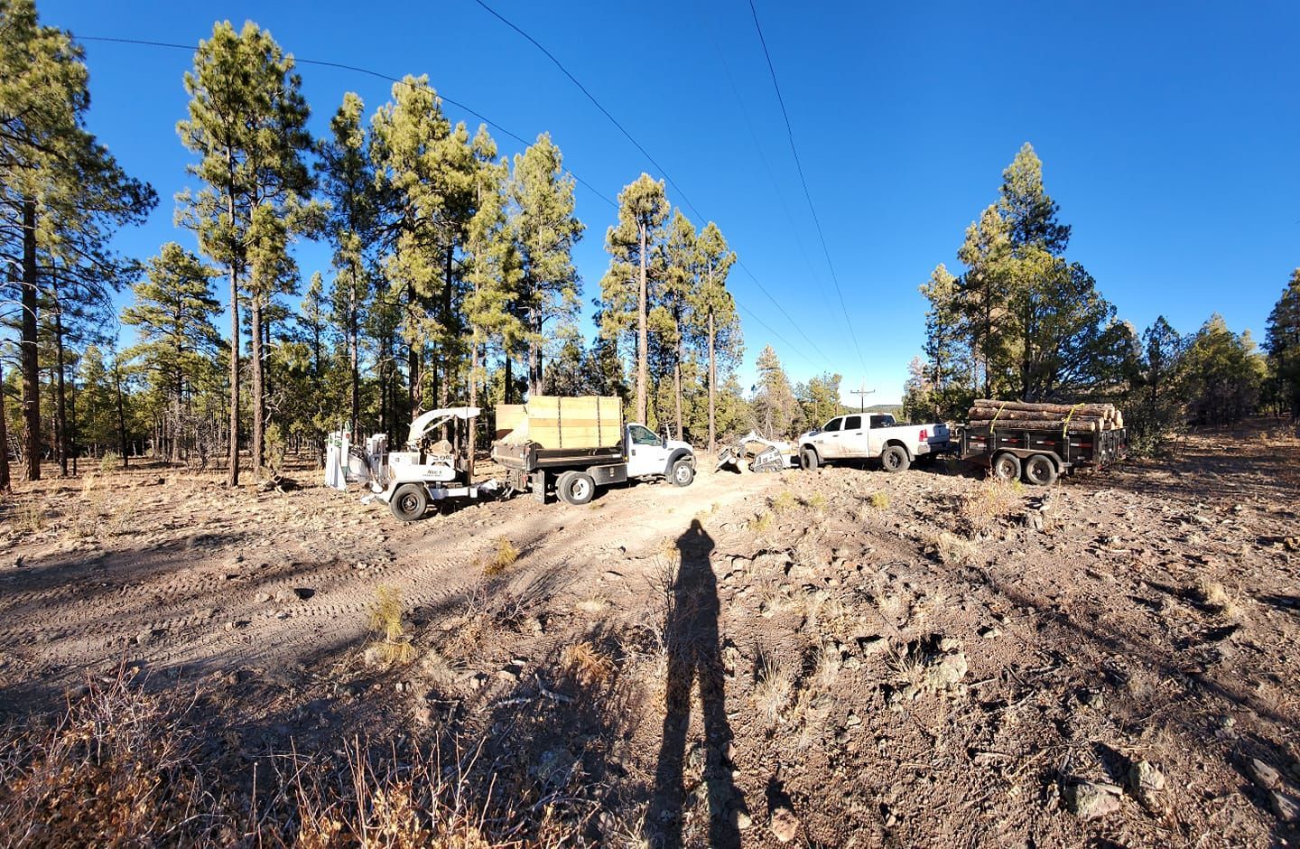 Forest clearing with vehicles: excavator, trucks, logs. Sunny day, trees, shadow in foreground.
