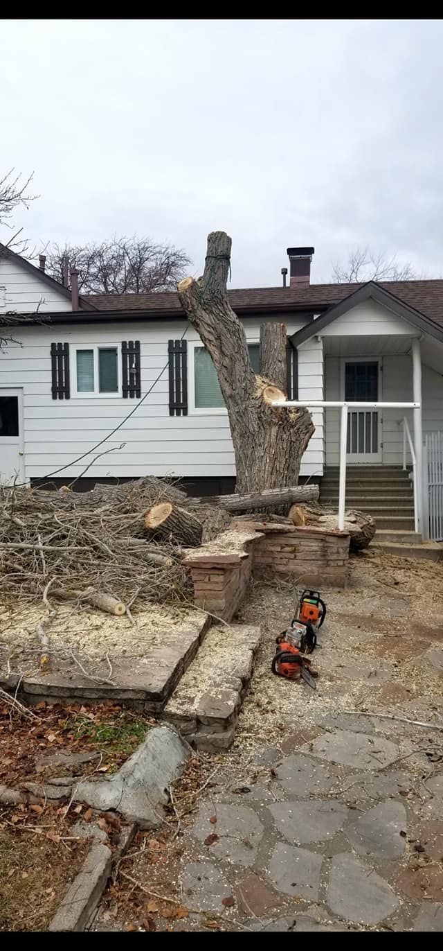 A large tree is being cut down in front of a house.