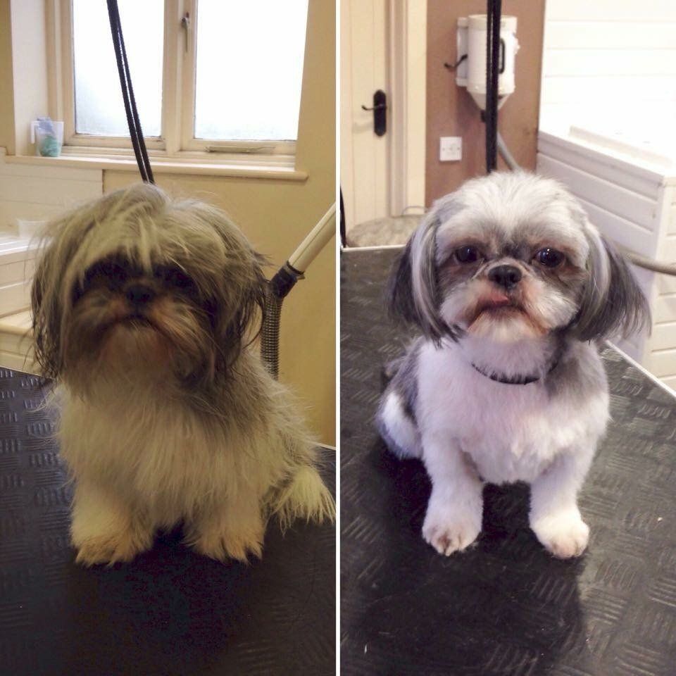 before and after dog grooming service 1