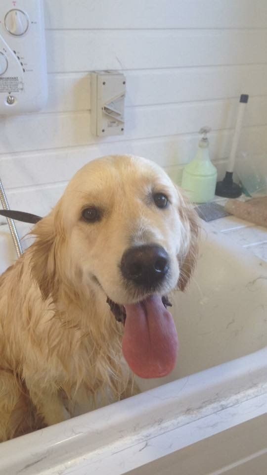 before and after dog grooming service 12