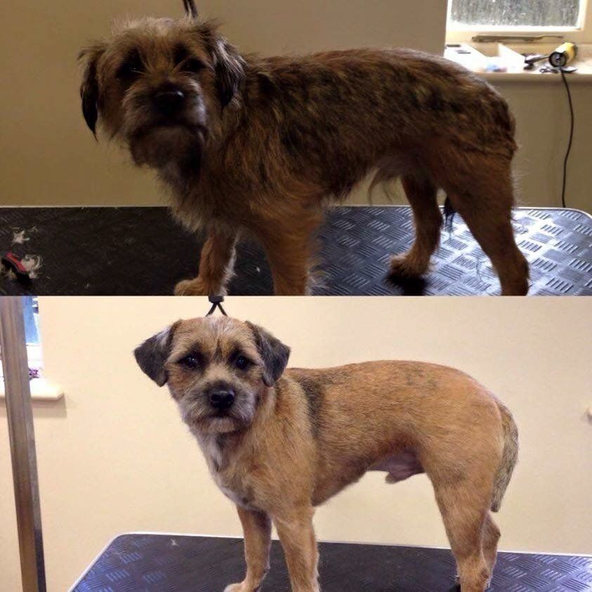 before and after dog grooming service 5