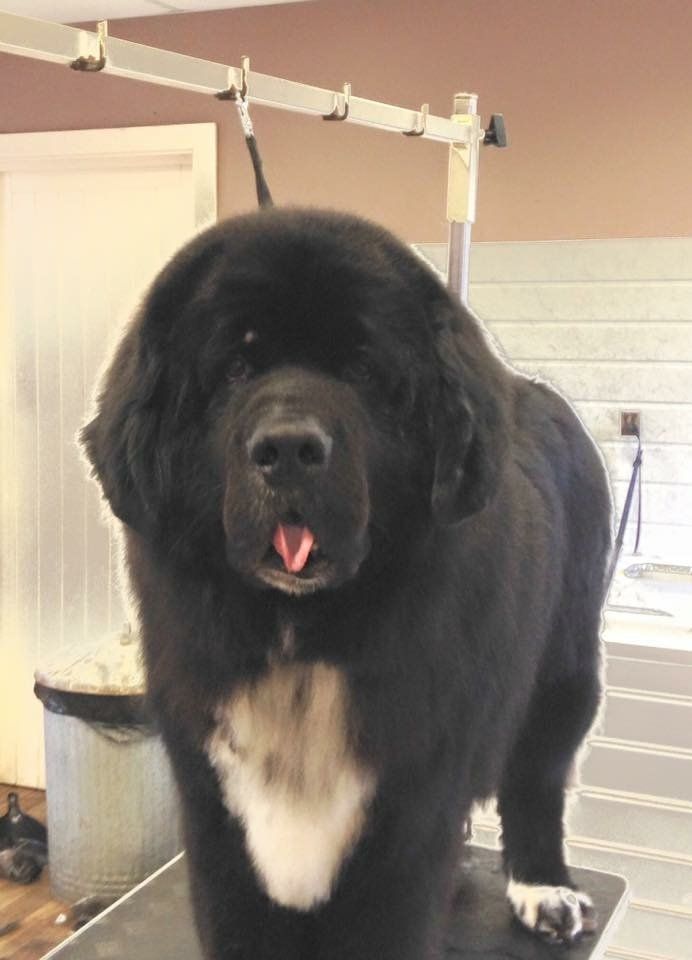 before and after dog grooming service 10