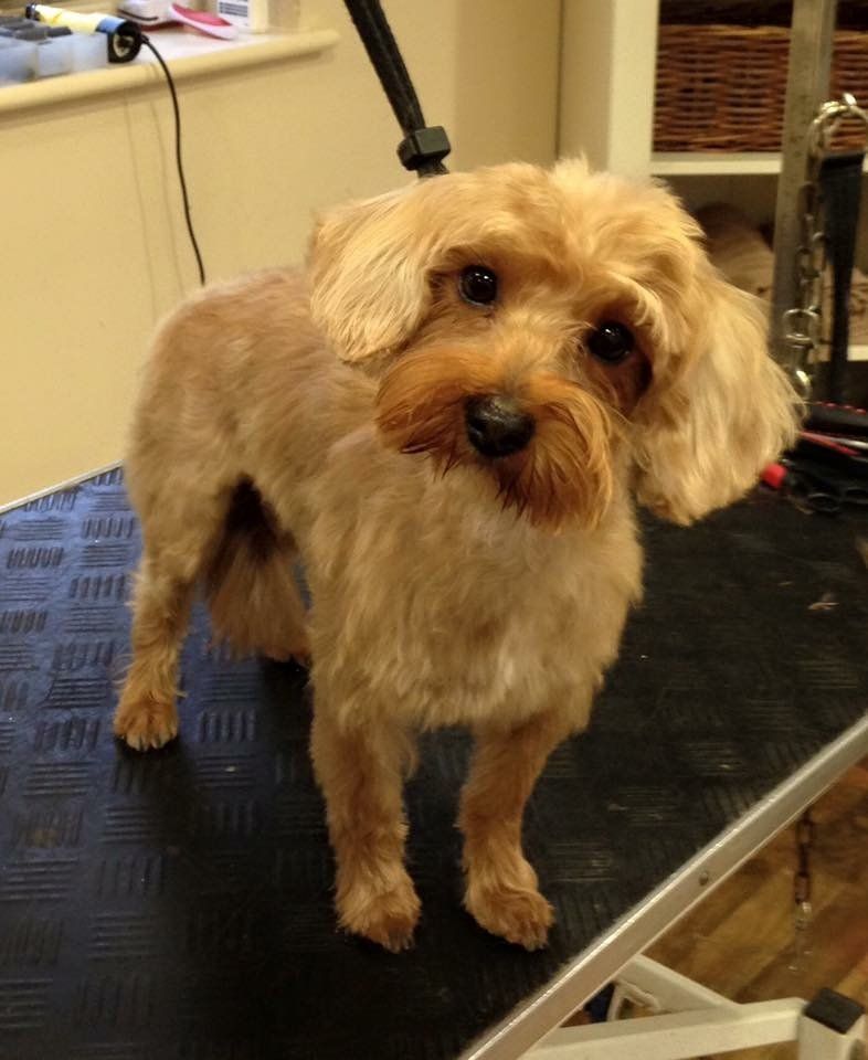 before and after dog grooming service 9