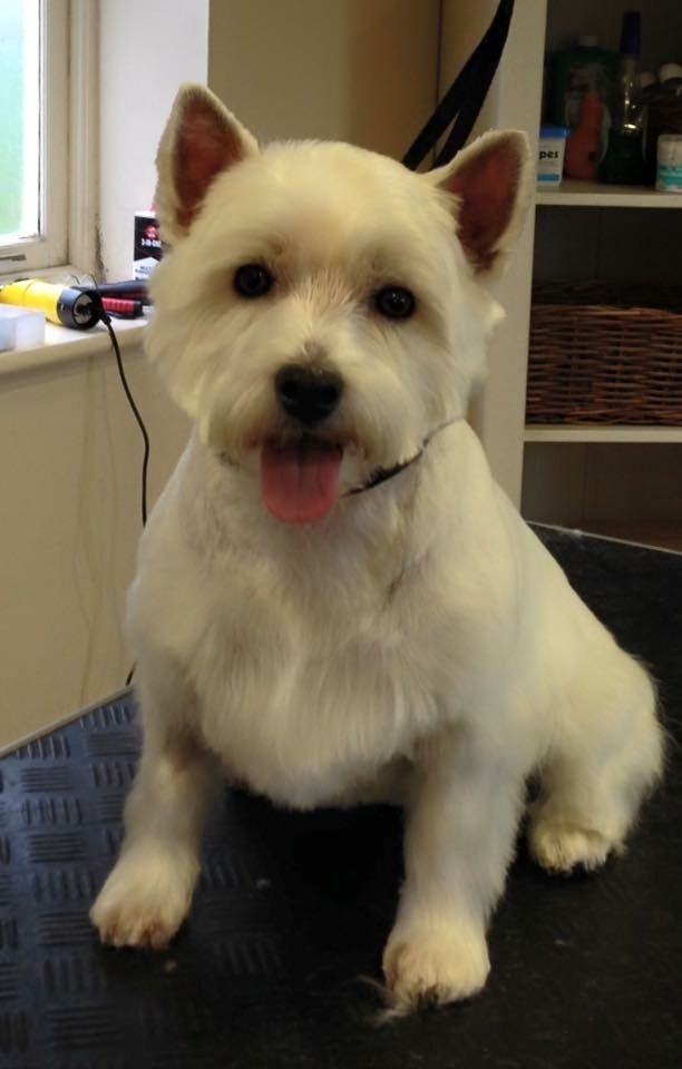 before and after dog grooming service 8